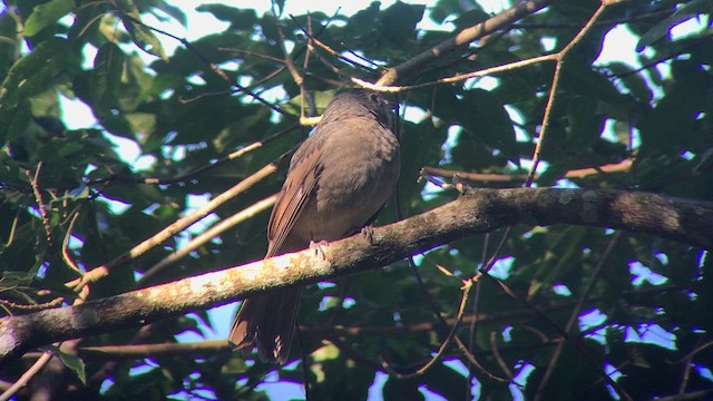 Cinnamon-vented Piha - ML645031823