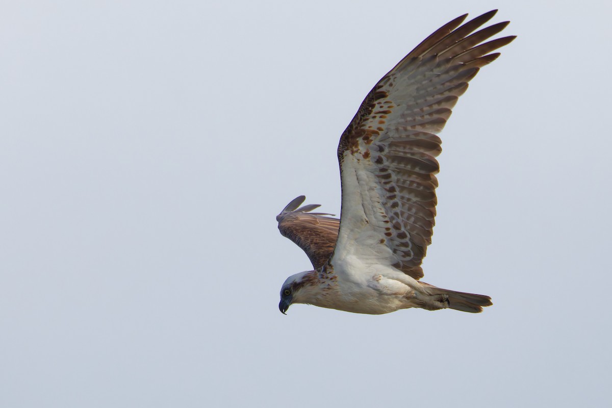 Osprey - ML645031826