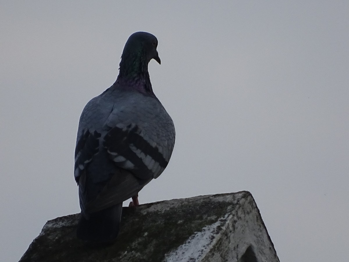 Haitz-usoa (etxekoa) - ML645031839