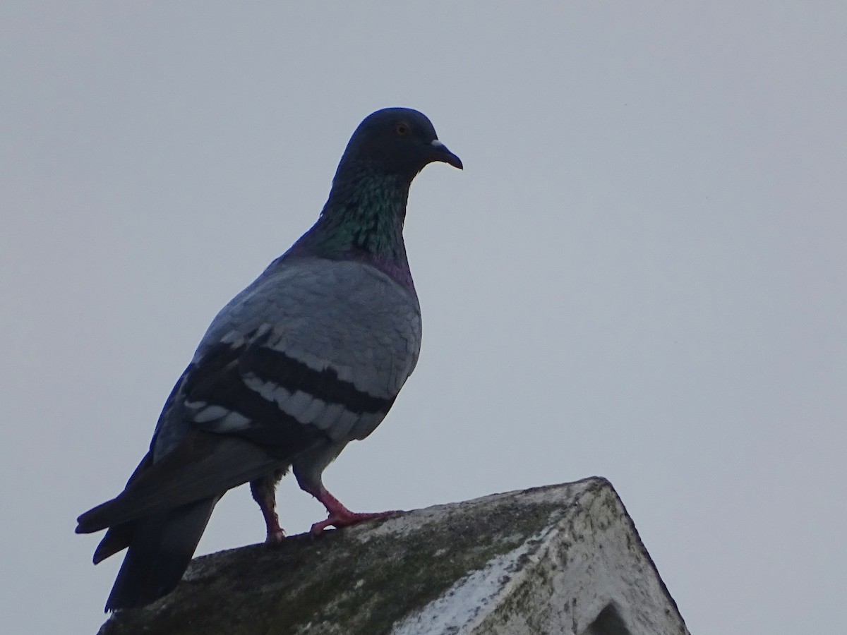 Haitz-usoa (etxekoa) - ML645031841