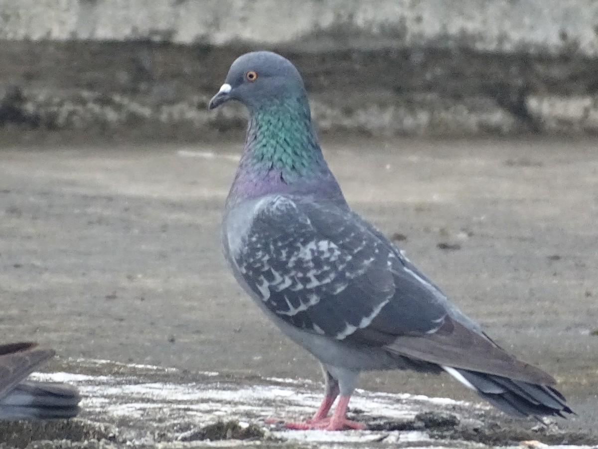 Haitz-usoa (etxekoa) - ML645031842