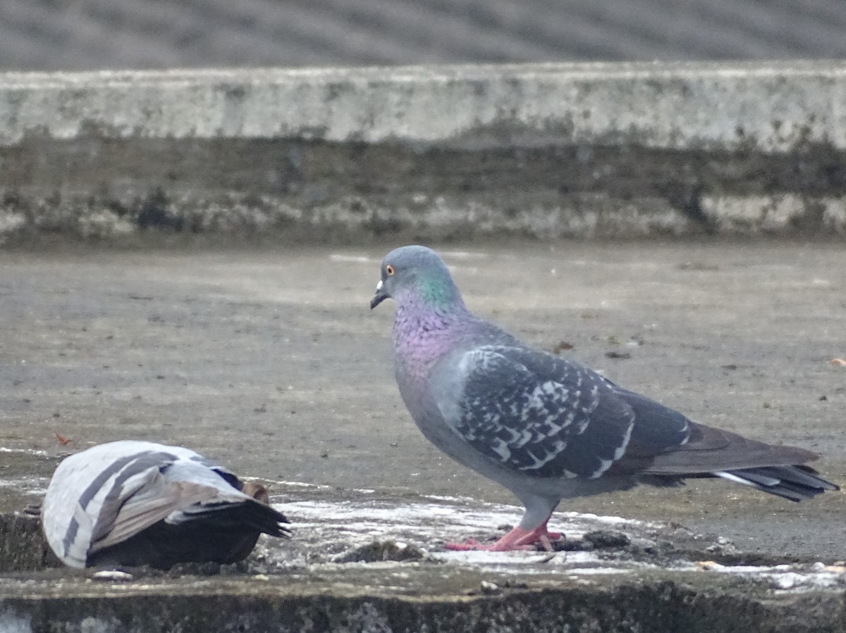 Haitz-usoa (etxekoa) - ML645031845