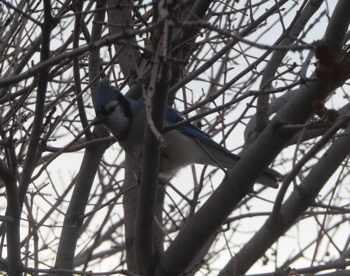 Geai bleu - ML645031847