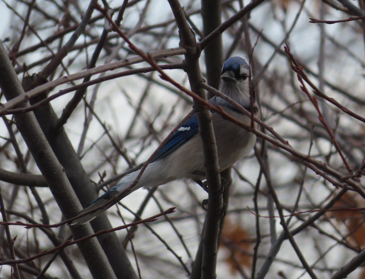 Geai bleu - ML645031852