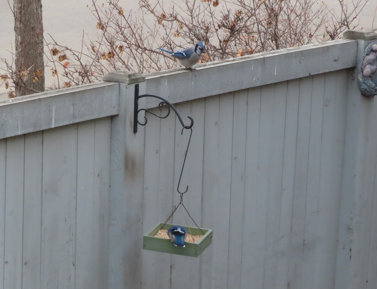 Geai bleu - ML645031855