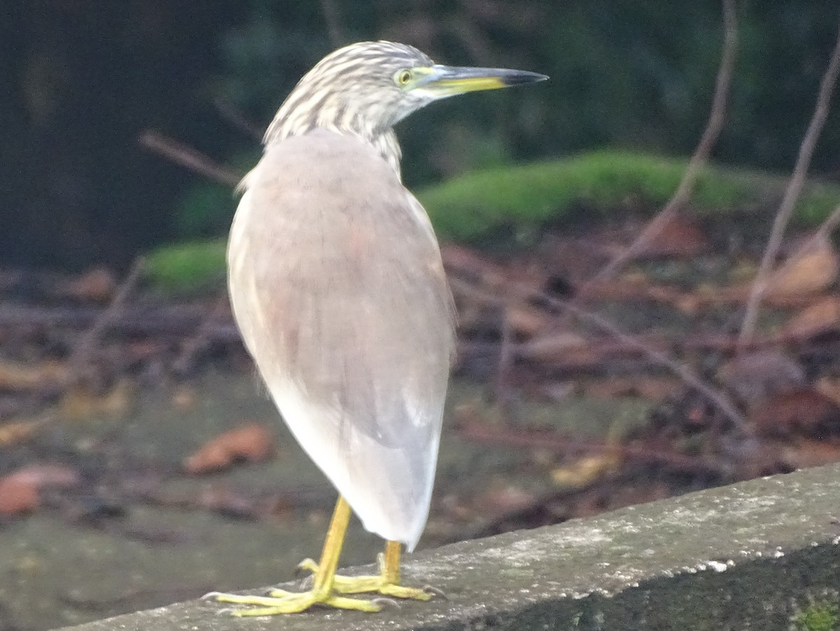 Indian Pond-Heron - ML645031857