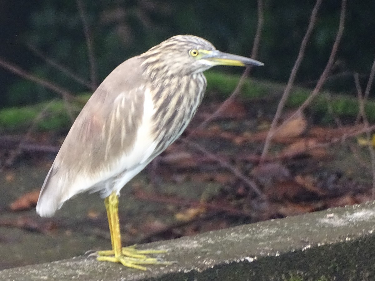Indian Pond-Heron - ML645031858