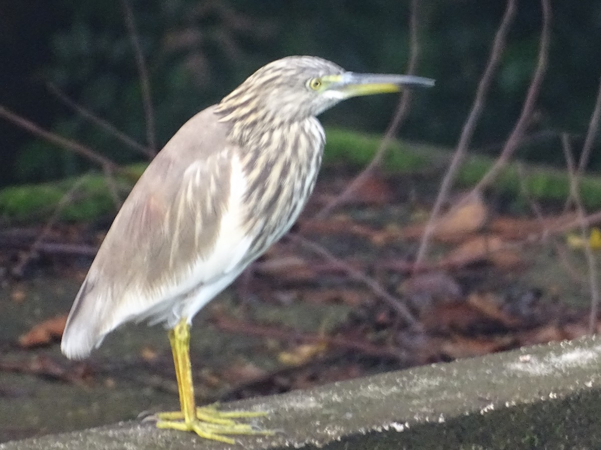 Indian Pond-Heron - ML645031859