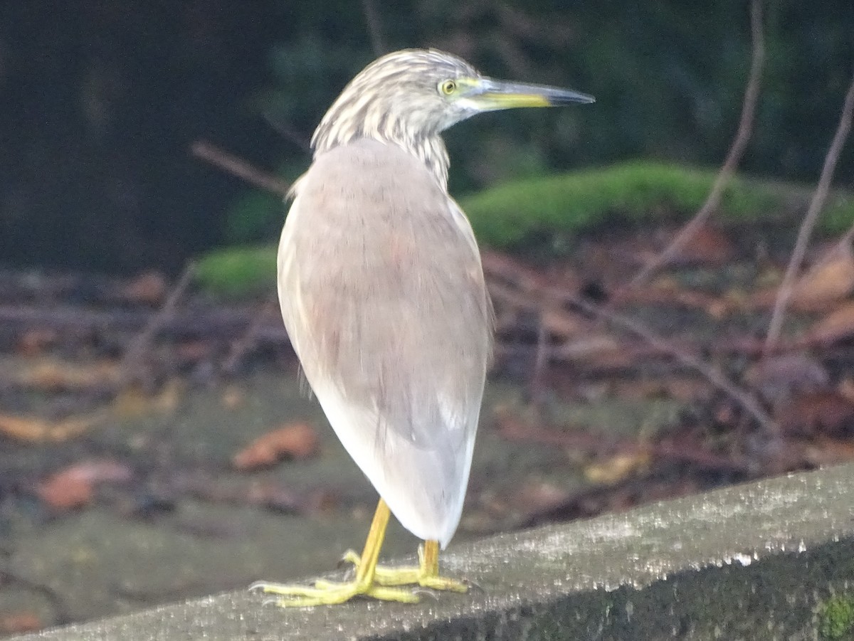 Indian Pond-Heron - ML645031860