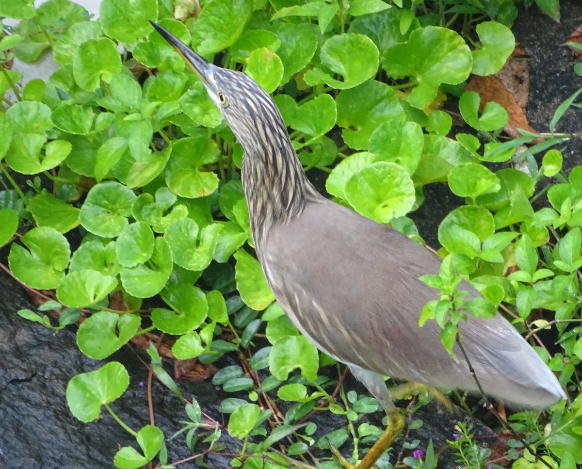 Indian Pond-Heron - ML645031862