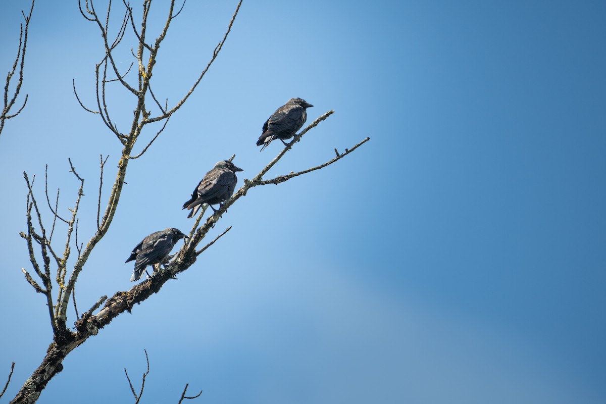 Eurasian Jackdaw - ML645031871