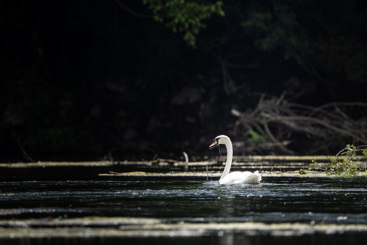 labuť velká - ML645031885