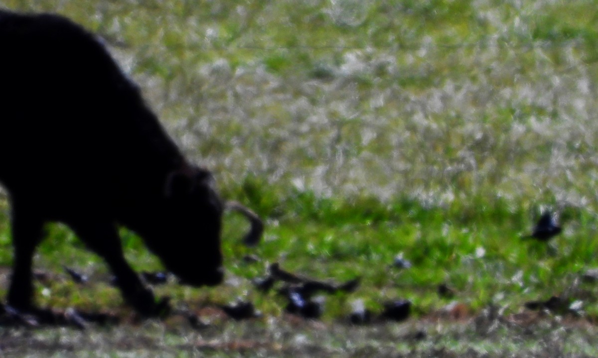 ictéridé sp. - ML645031891