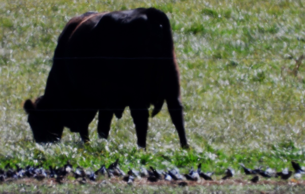 ictéridé sp. - ML645031892