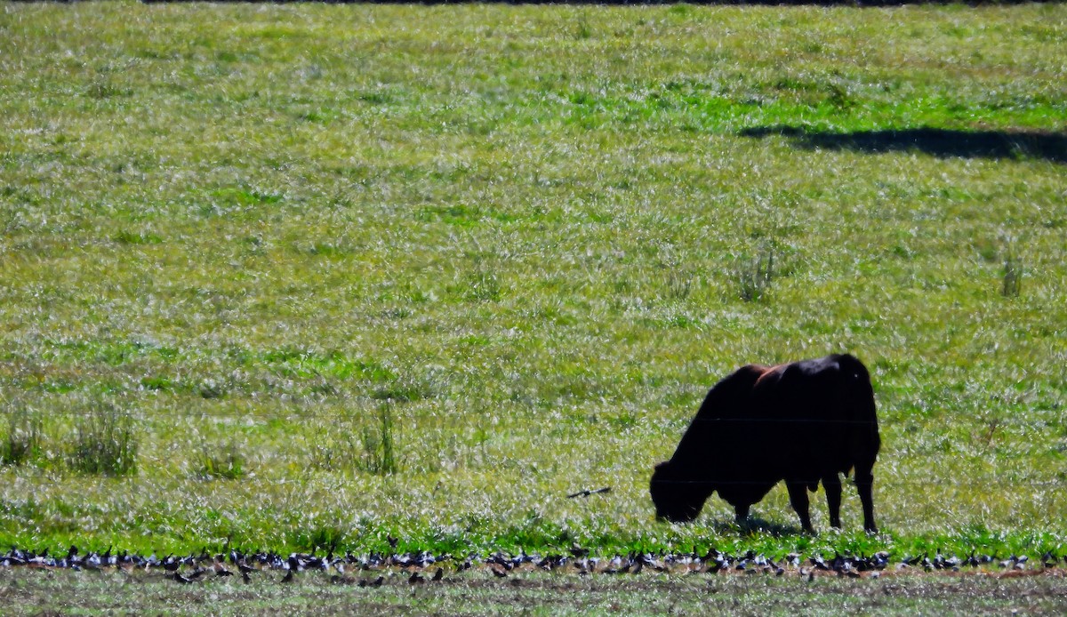 ictéridé sp. - ML645031895