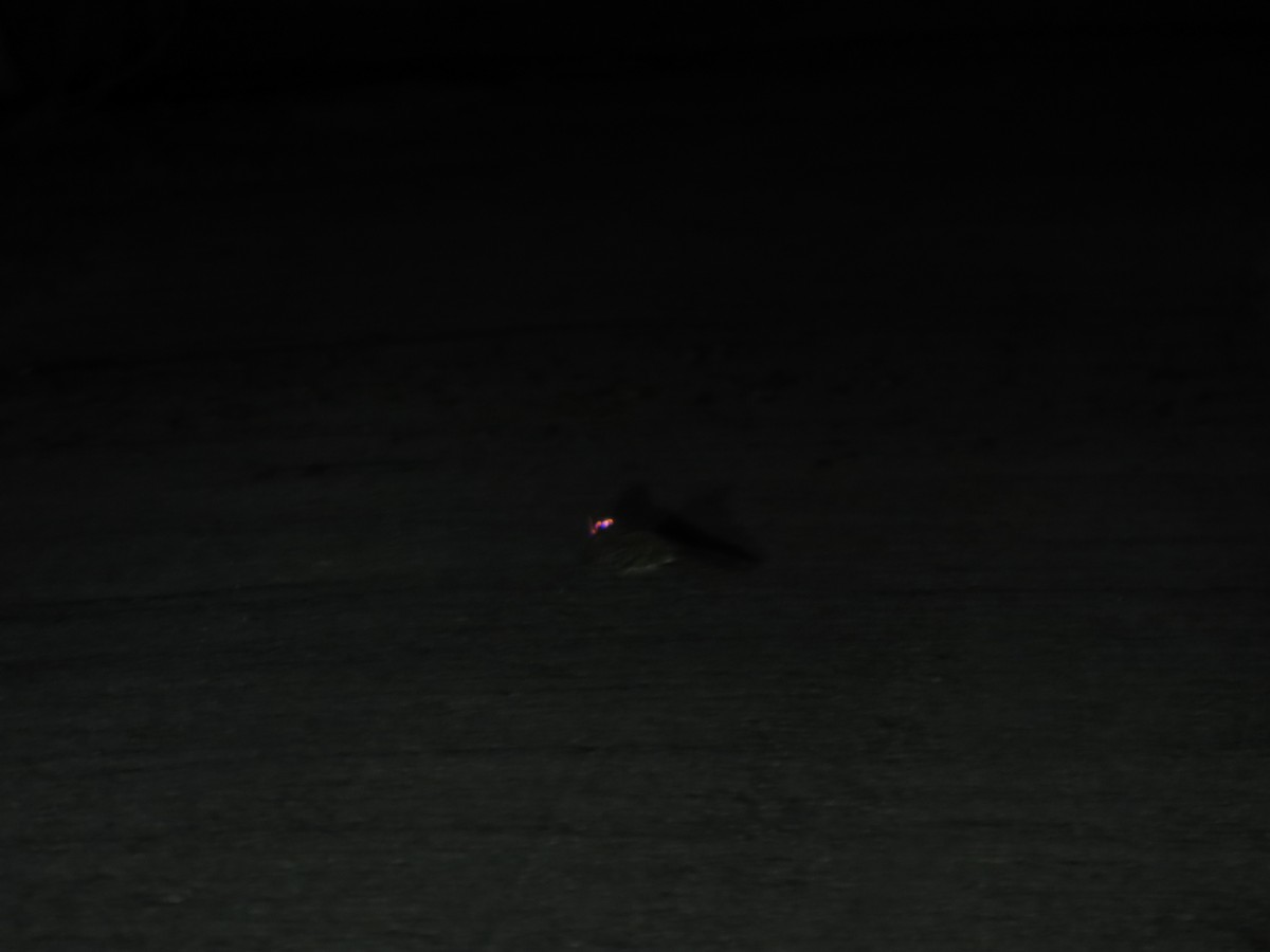 Пораке - ML645031902