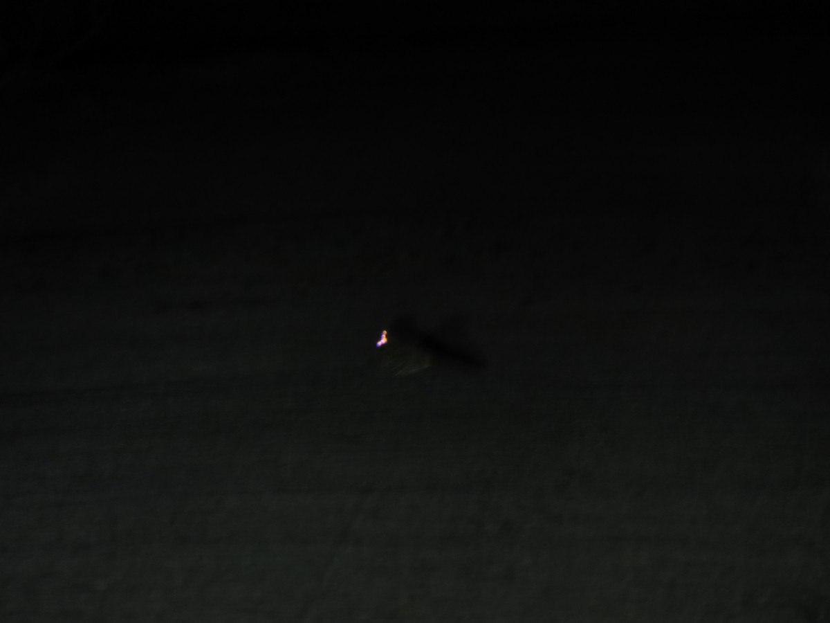 Пораке - ML645031903