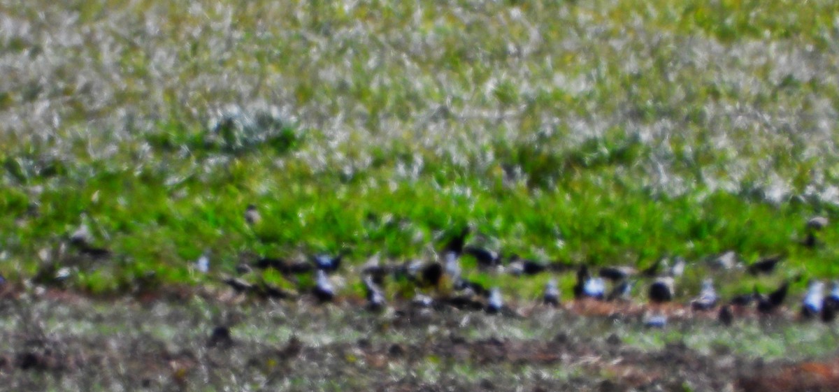 brunhodetrupial - ML645031906