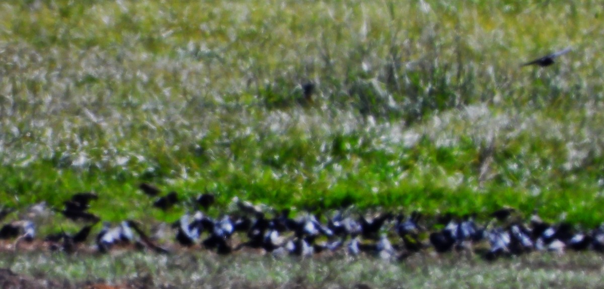 brunhodetrupial - ML645031907