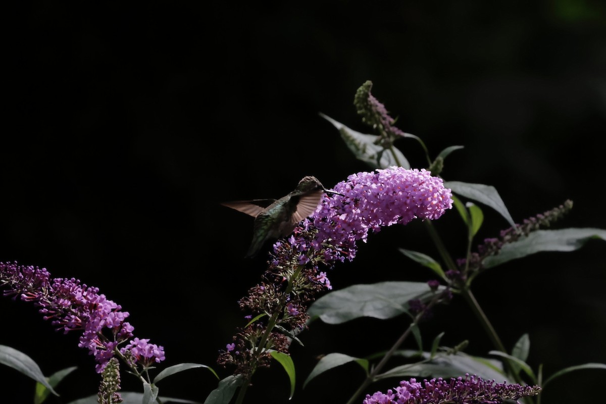 Колібрі рубіновогорлий - ML645031941