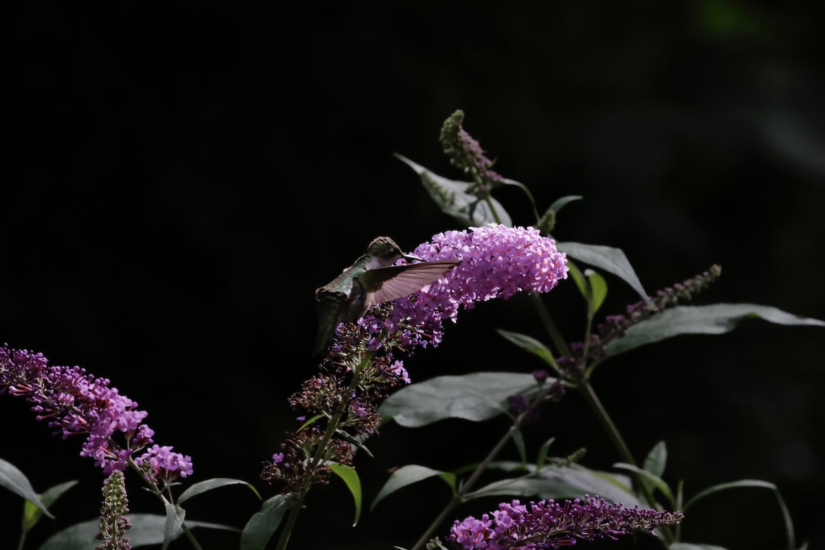 Колібрі рубіновогорлий - ML645031947