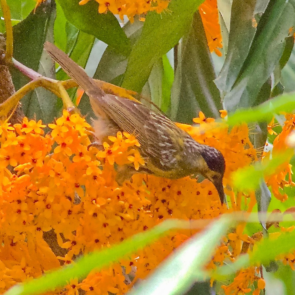 Macleay's Honeyeater - ML645031950