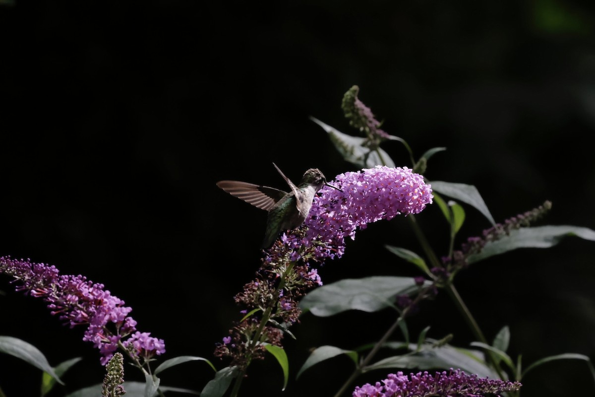 Колібрі рубіновогорлий - ML645031951