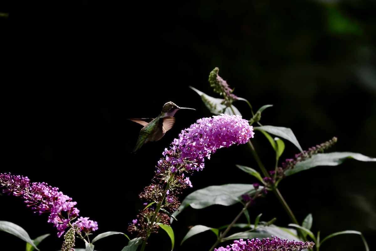 Колібрі рубіновогорлий - ML645031955