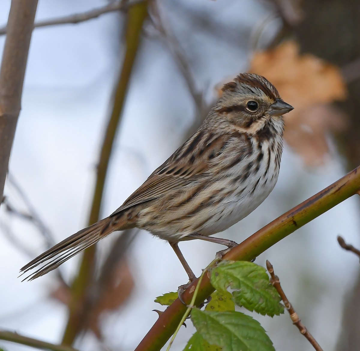 Song Sparrow - ML645031957