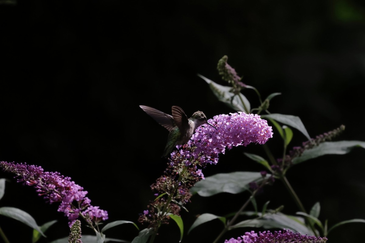 Колібрі рубіновогорлий - ML645031961