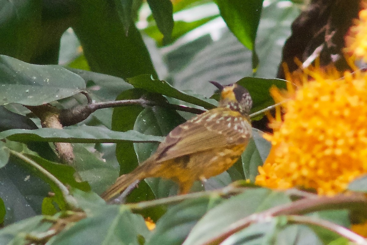Macleay's Honeyeater - ML645031980