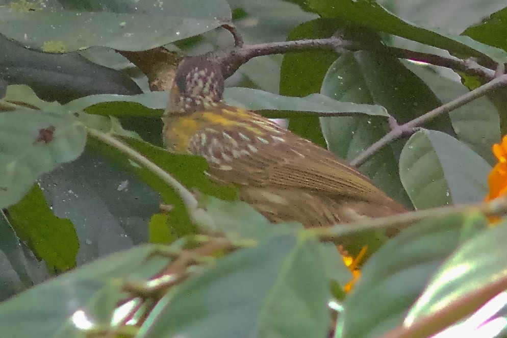 Macleay's Honeyeater - ML645031981