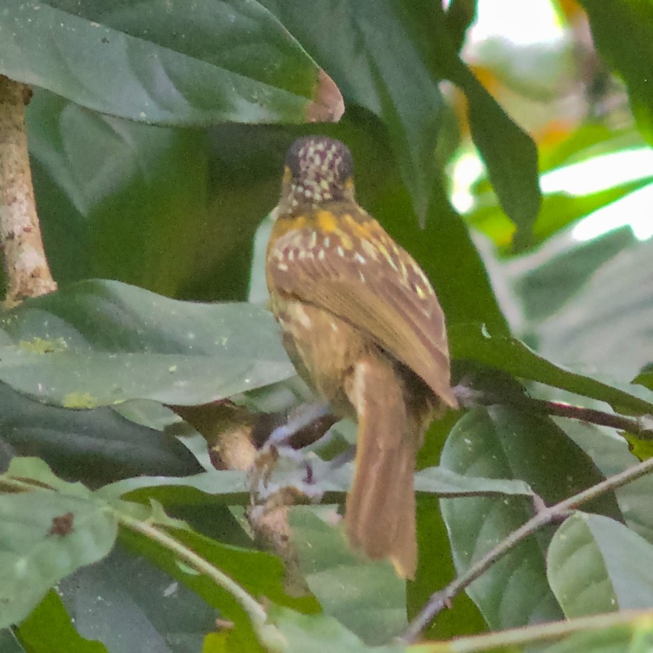 Macleay's Honeyeater - ML645031982