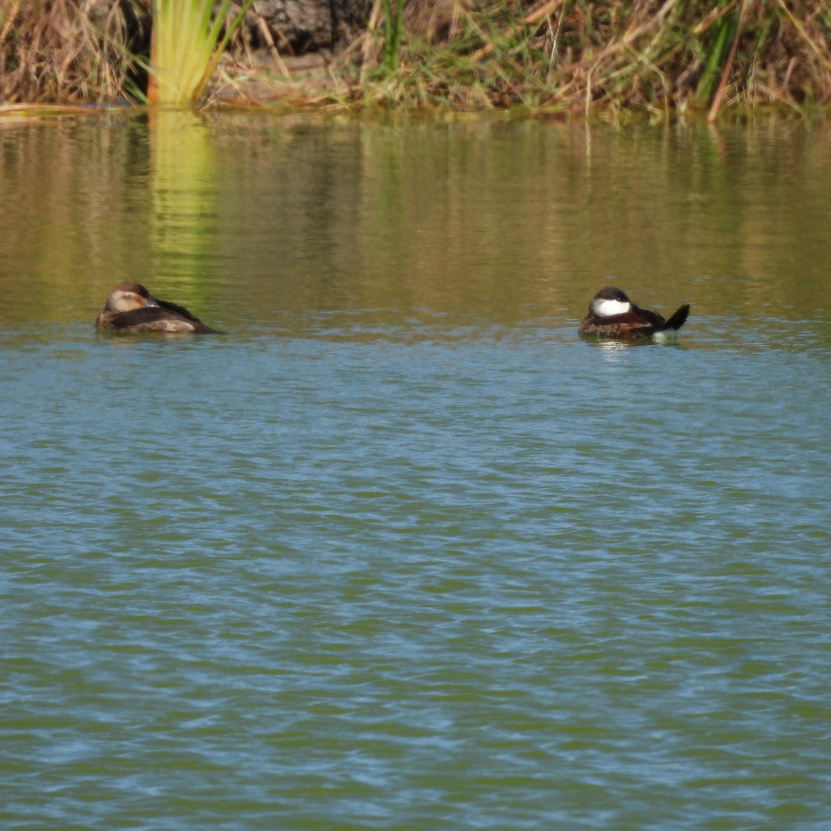 Schwarzkopf-Ruderente - ML645032005