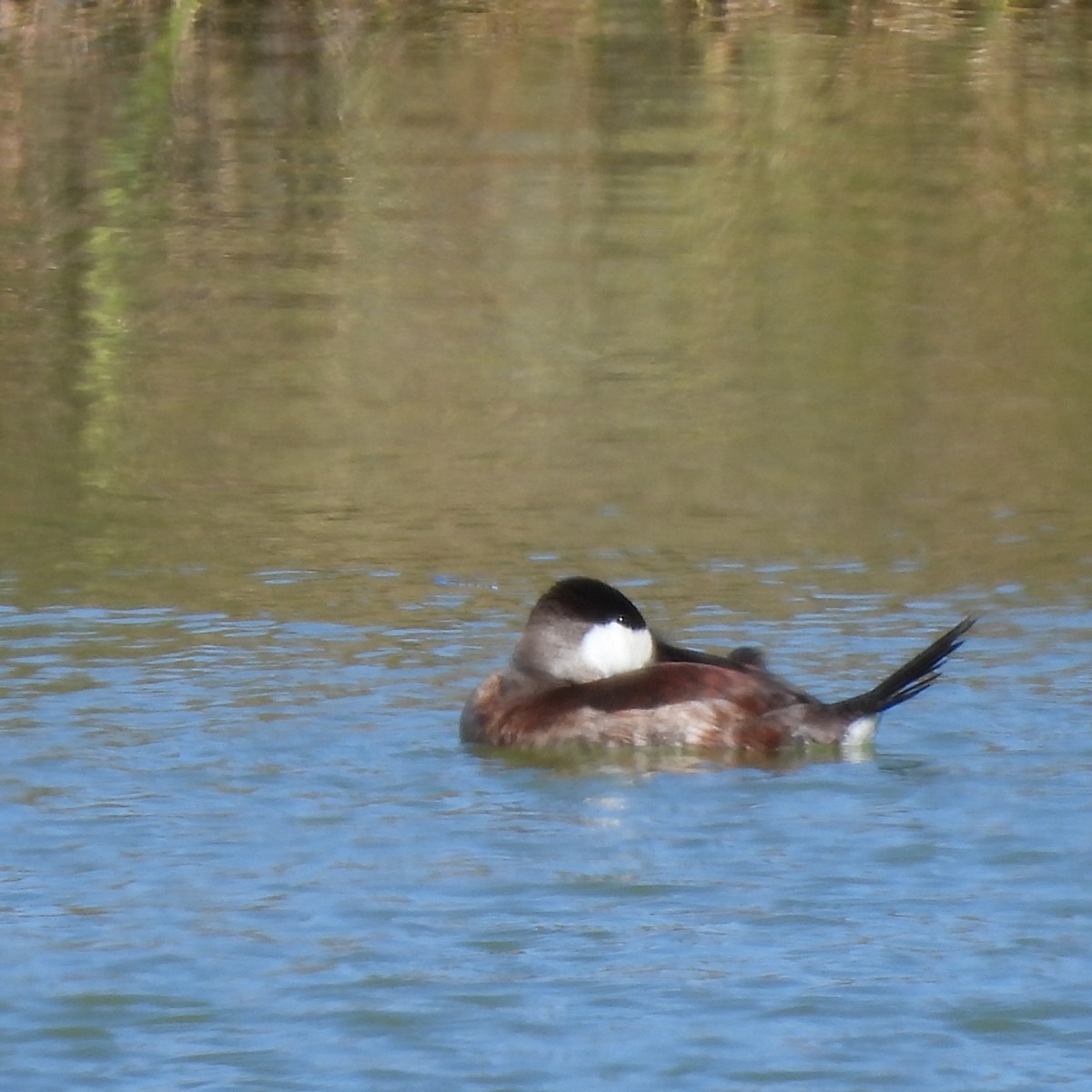 Schwarzkopf-Ruderente - ML645032006