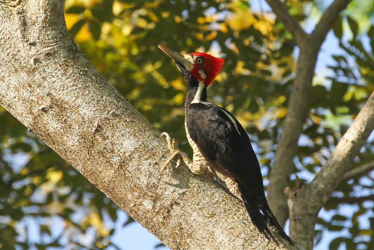 Crimson-crested Woodpecker - ML645032017