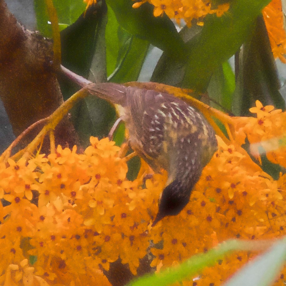 Macleay's Honeyeater - ML645032022