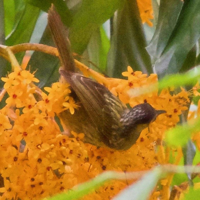 Macleay's Honeyeater - ML645032023