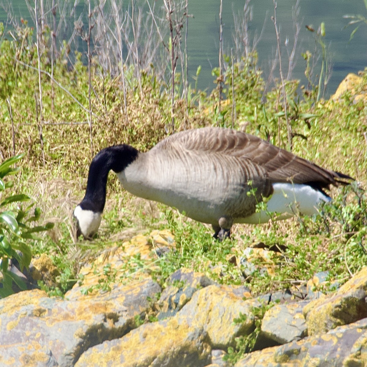 カナダガン - ML645032064
