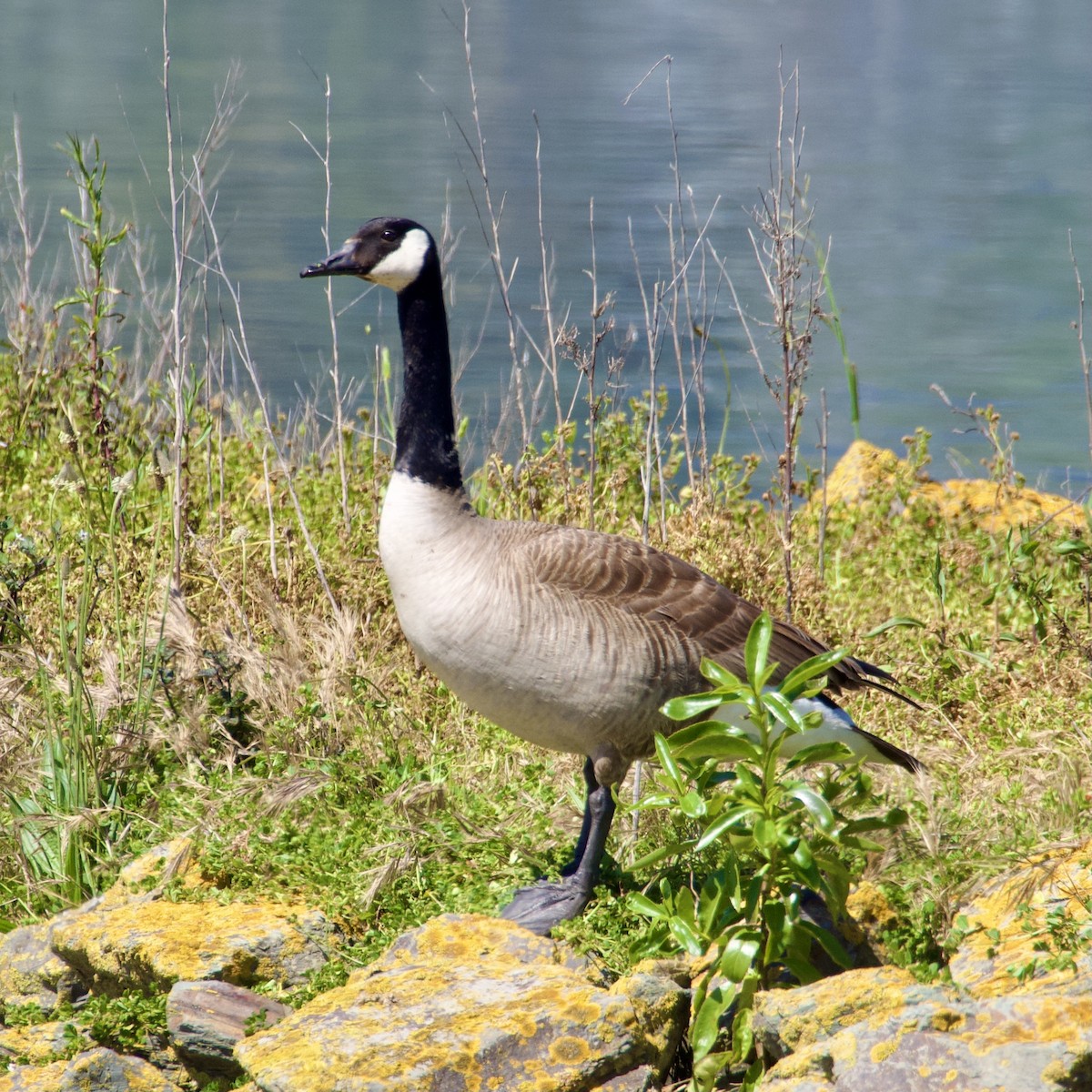 カナダガン - ML645032065