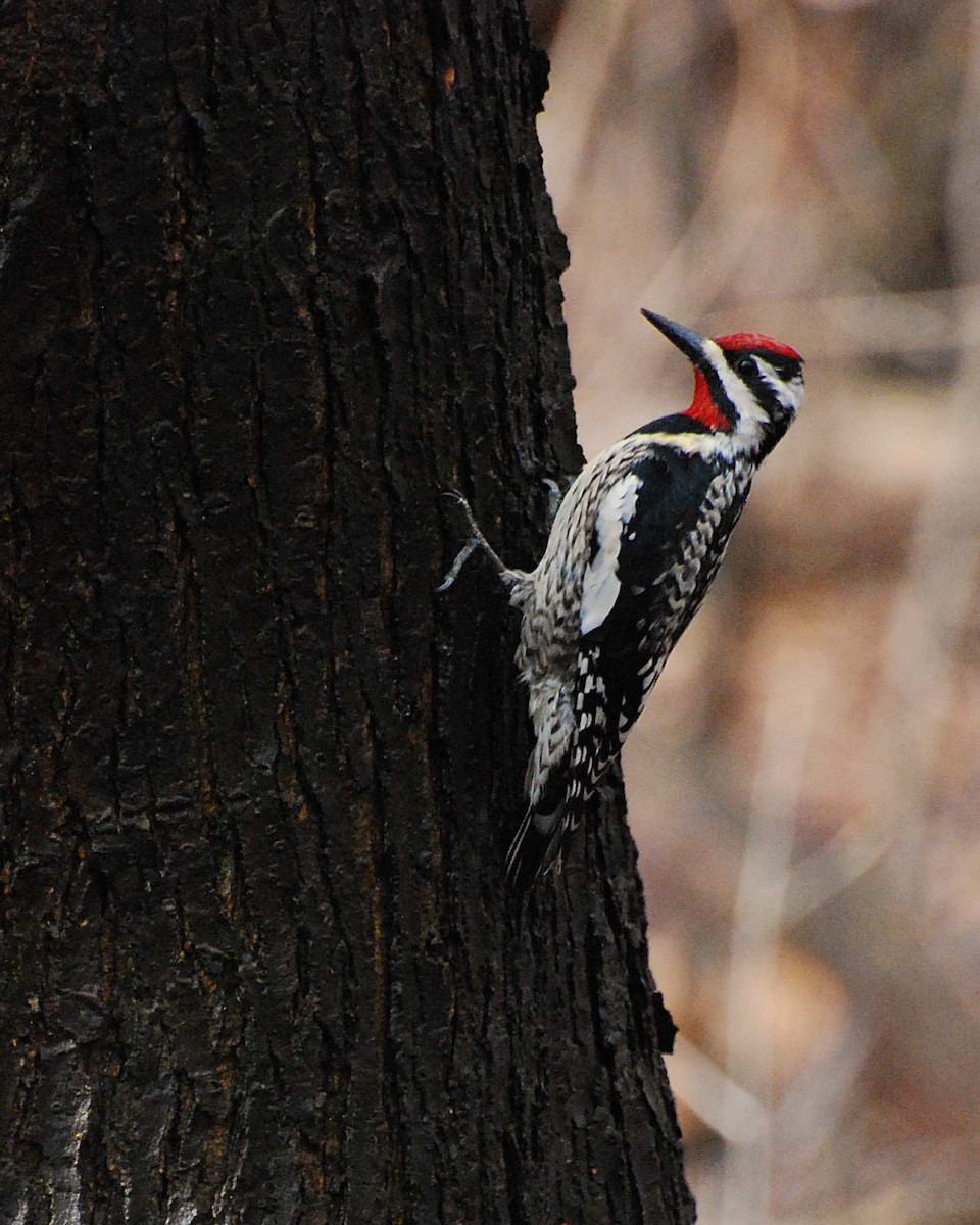 Yellow-bellied Sapsucker - ML645032067
