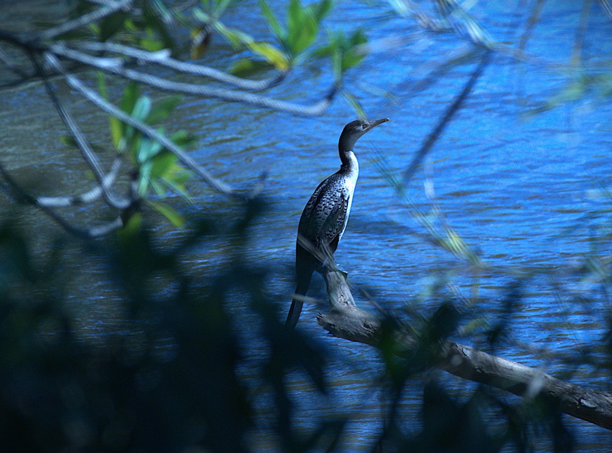 kormorán dlouhoocasý - ML645032082