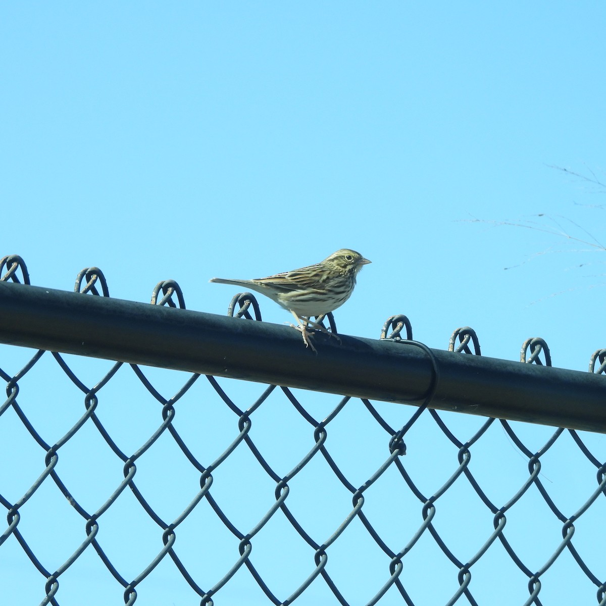 Savannah Serçesi - ML645032089