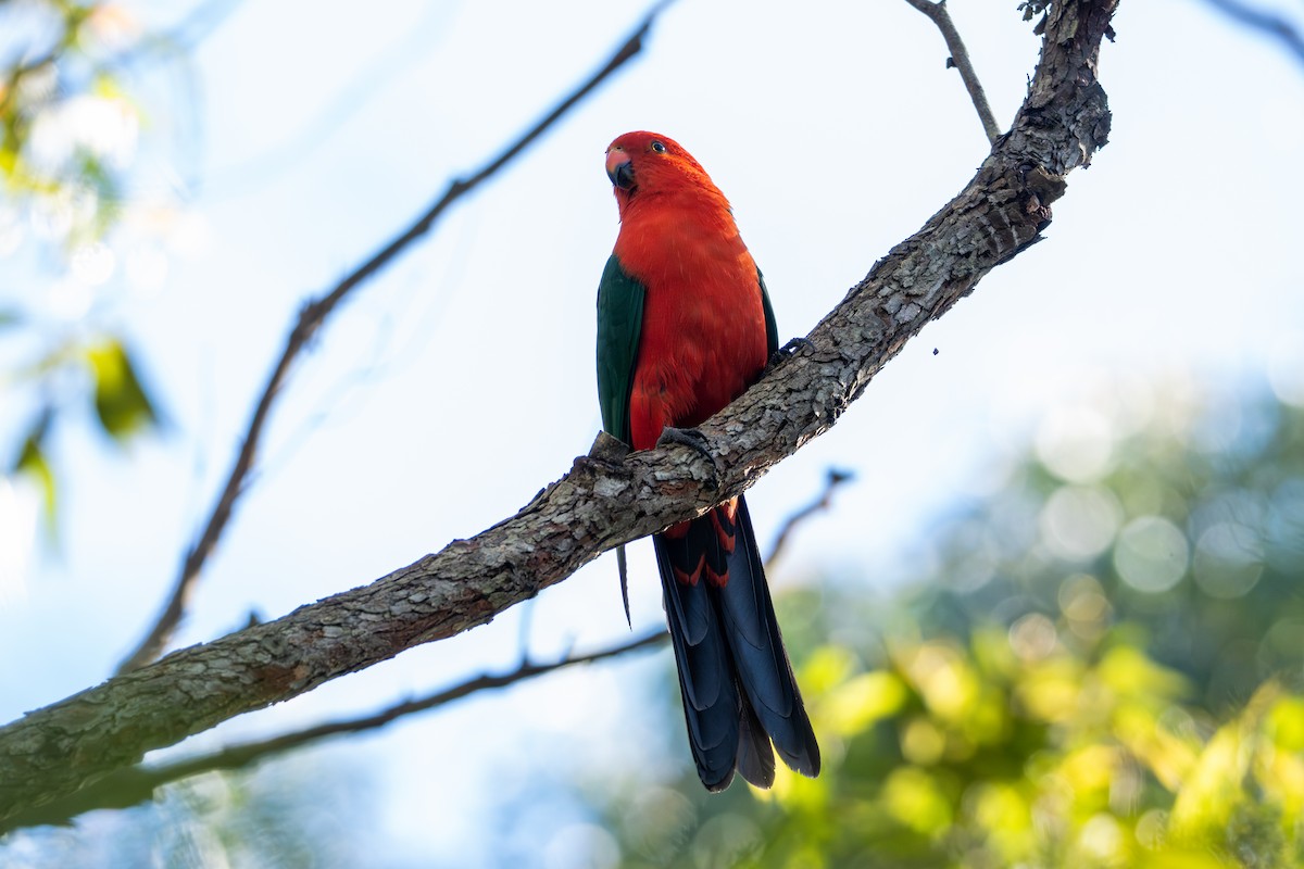 Australian King-Parrot - ML645032100
