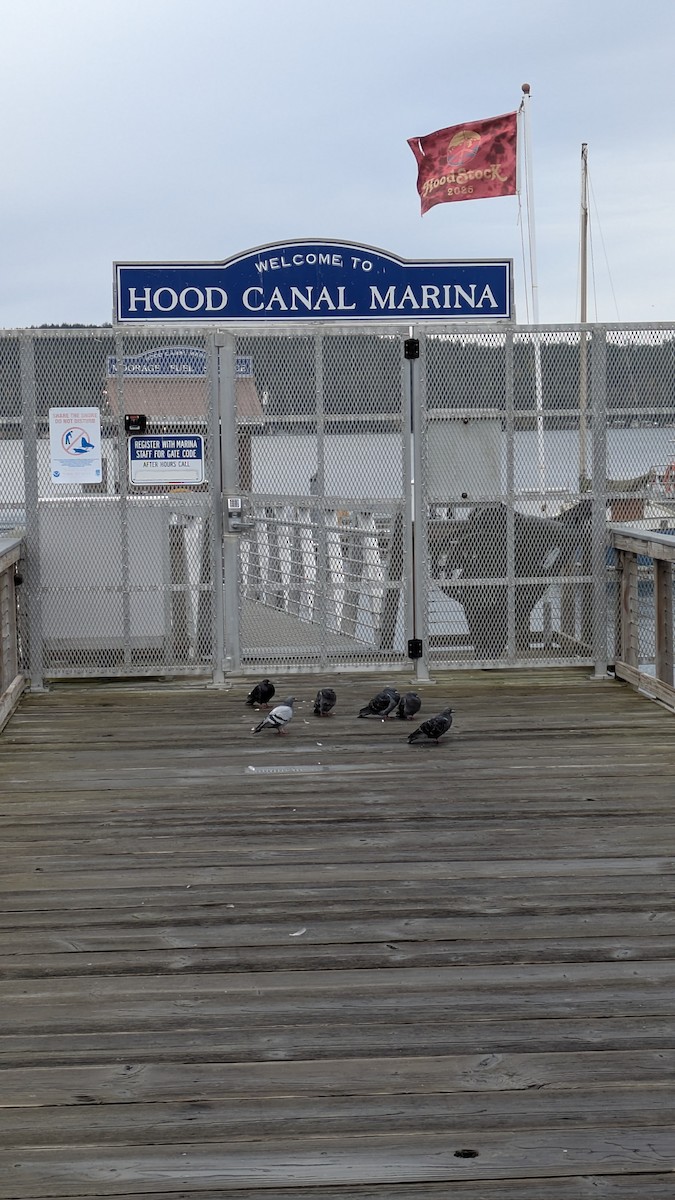 Haitz-usoa (etxekoa) - ML645032105