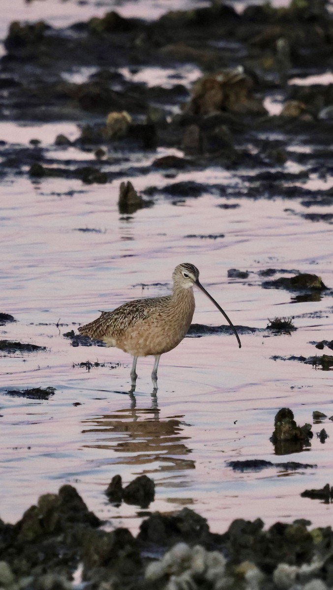 Кульон американський - ML645032107