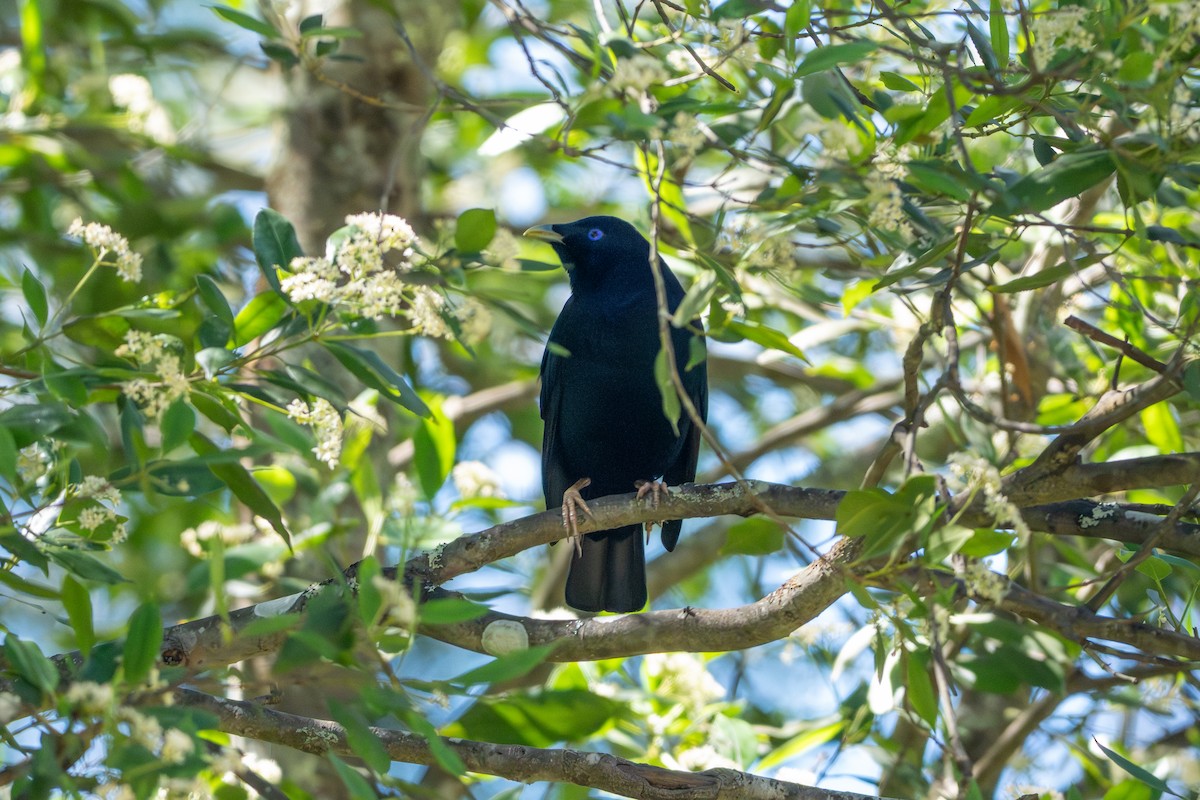 Satin Bowerbird - ML645032108