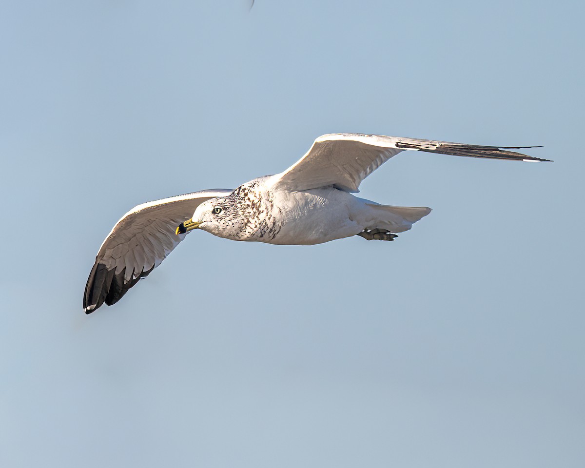 Ring-billed Gull - ML645032109