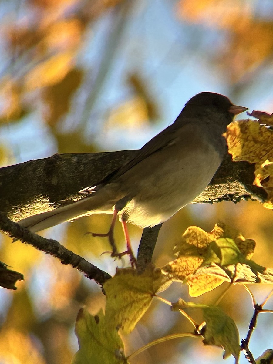 Dark-eyed Junco - ML645032128