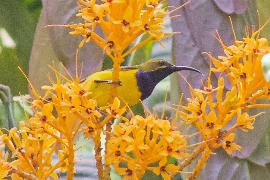 Sahul Sunbird - ML645032132